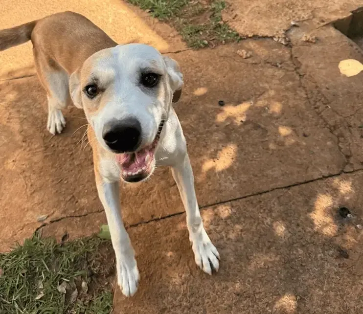 Cão resgatado sendo cuidado pela equipe