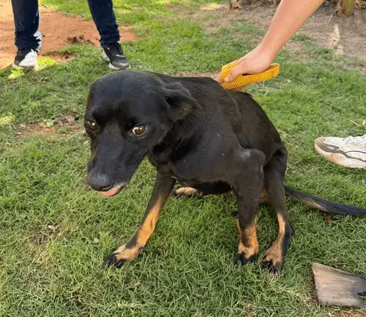 Siulsan e Mateus com cães resgatados no colo